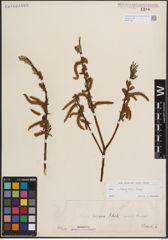 Foto von Salix eleagnos Scop.